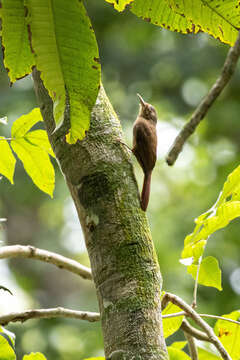 Image of Plain-winged Woodcreeper