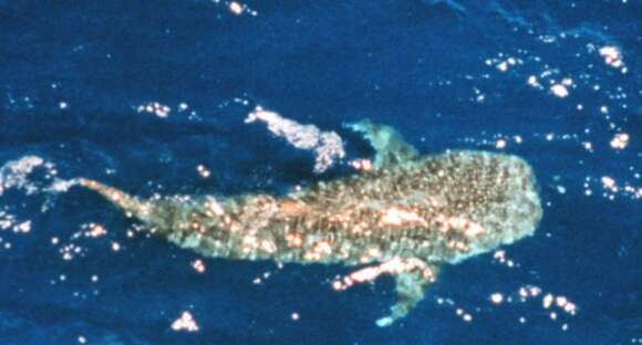 Image of Rhincodon