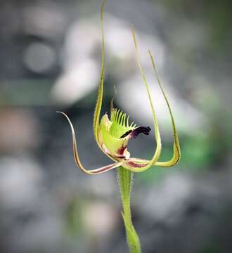 Image of Mantis orchids