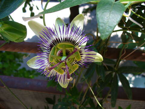 Image de Passiflora caerulea L.