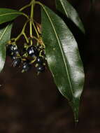 Image of Palicourea salicifolia Standl.