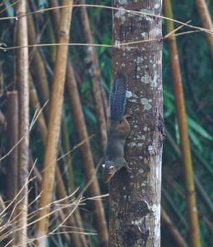 Image of Asian Red-cheeked Squirrel