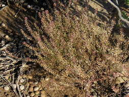 Image of Schinz's pepperweed