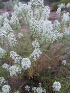 Image of mountain pepperweed