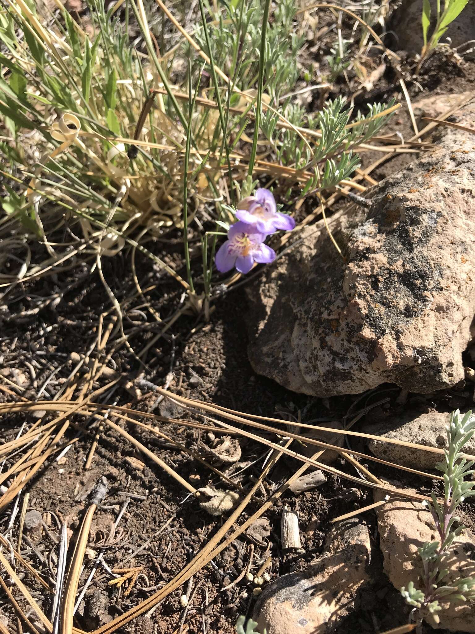 Plancia ëd Penstemon linarioides A. Gray