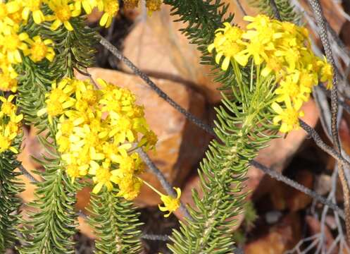 Image of Euryops rehmannii Compton