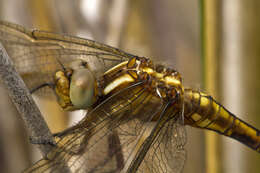 Orthetrum coerulescens (Fabricius 1798) resmi