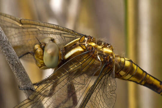 Image of Keeled Skimmer