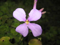 Imagem de Orychophragmus violaceus (L.) O. E. Schulz