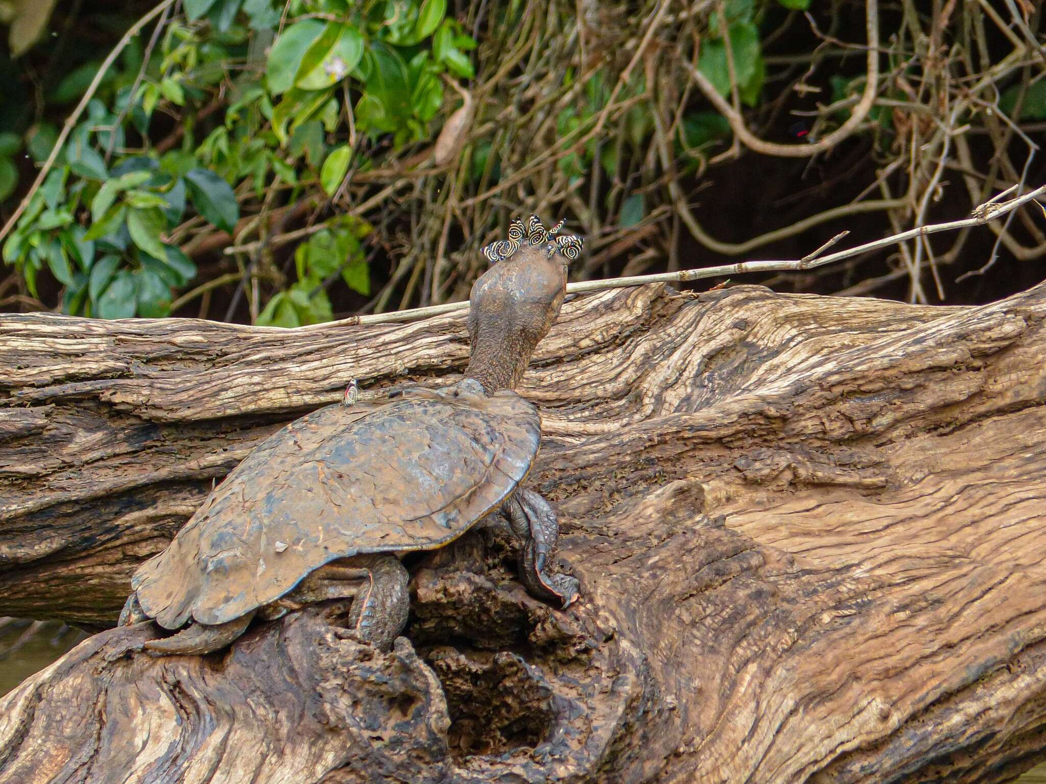 Image of William’s South-American Side-necked Turtle