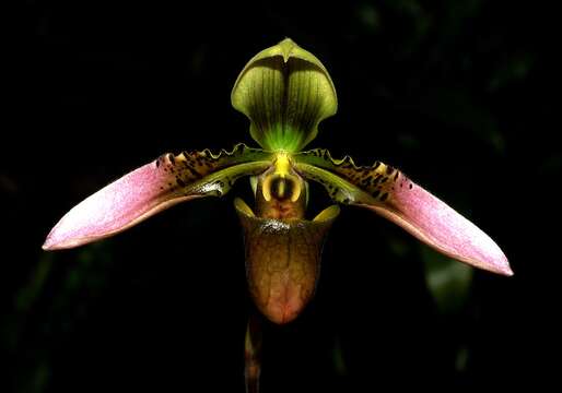 Image of Bullen's Paphiopedilum