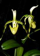 Sivun Paphiopedilum dianthum Tang & F. T. Wang kuva