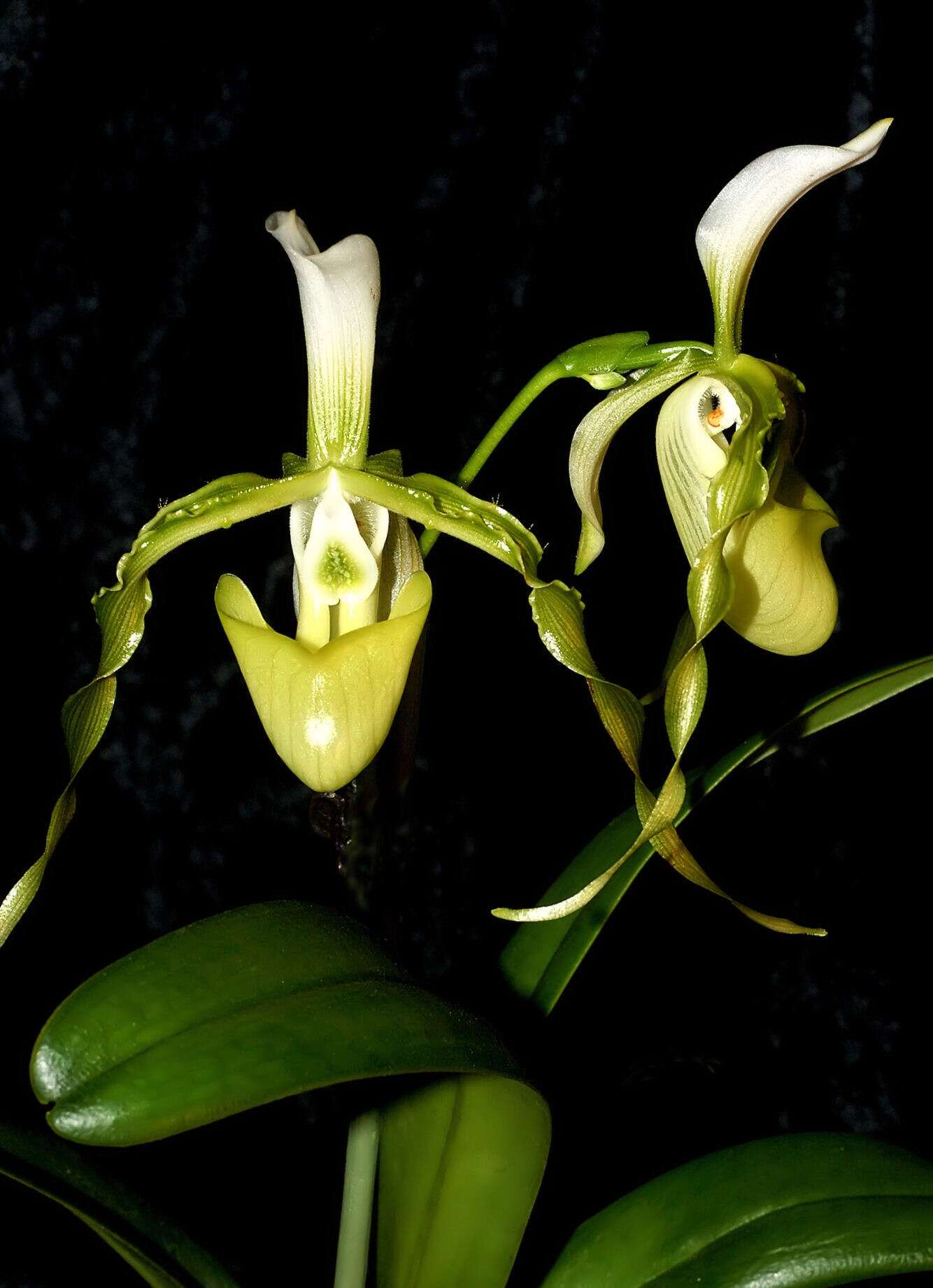 Слика од Paphiopedilum dianthum Tang & F. T. Wang