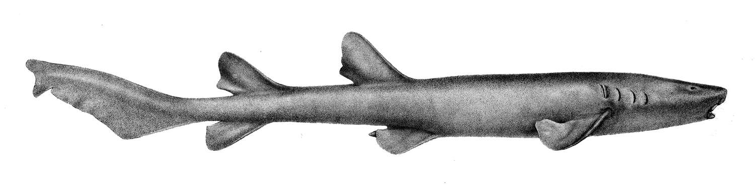 Image of Pseudoginglymostoma