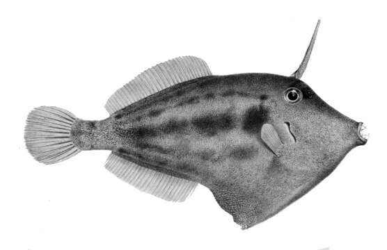 Image of Spectacled Filefish