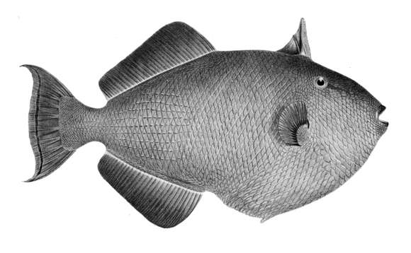 Image of Melichthys