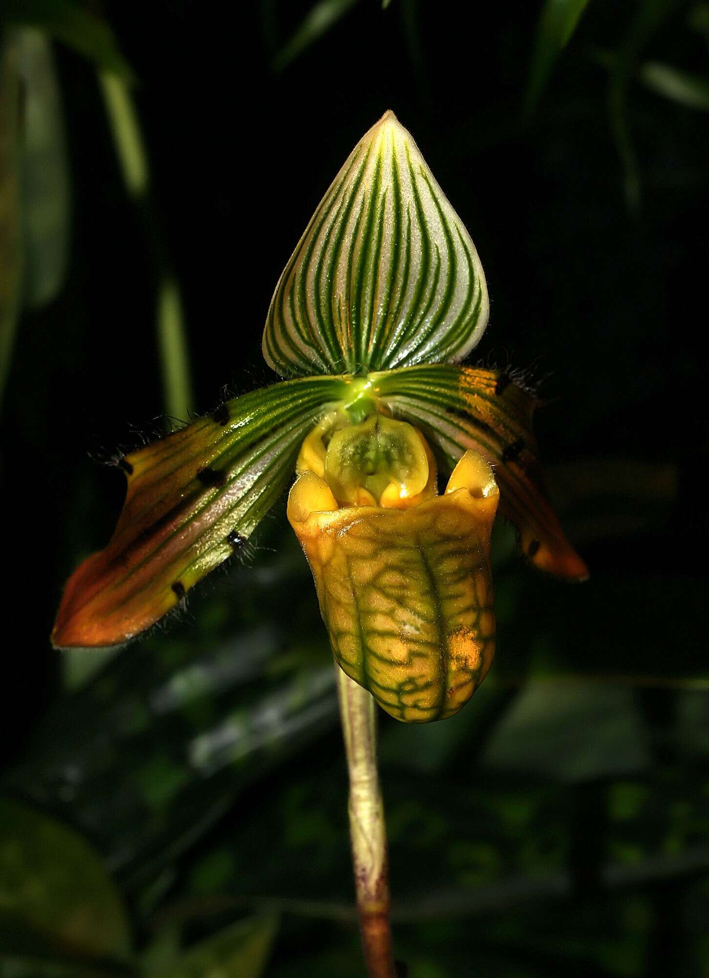 Sivun Paphiopedilum venustum (Wall. ex Sims) Pfitzer kuva