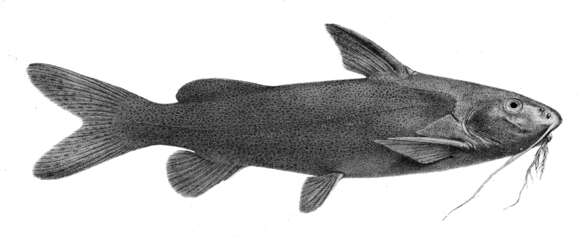 Image of Catfish