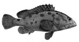 Imagem de Epinephelus polyphekadion (Bleeker 1849)