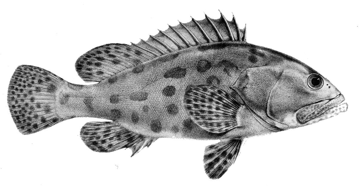 Image of Grouper