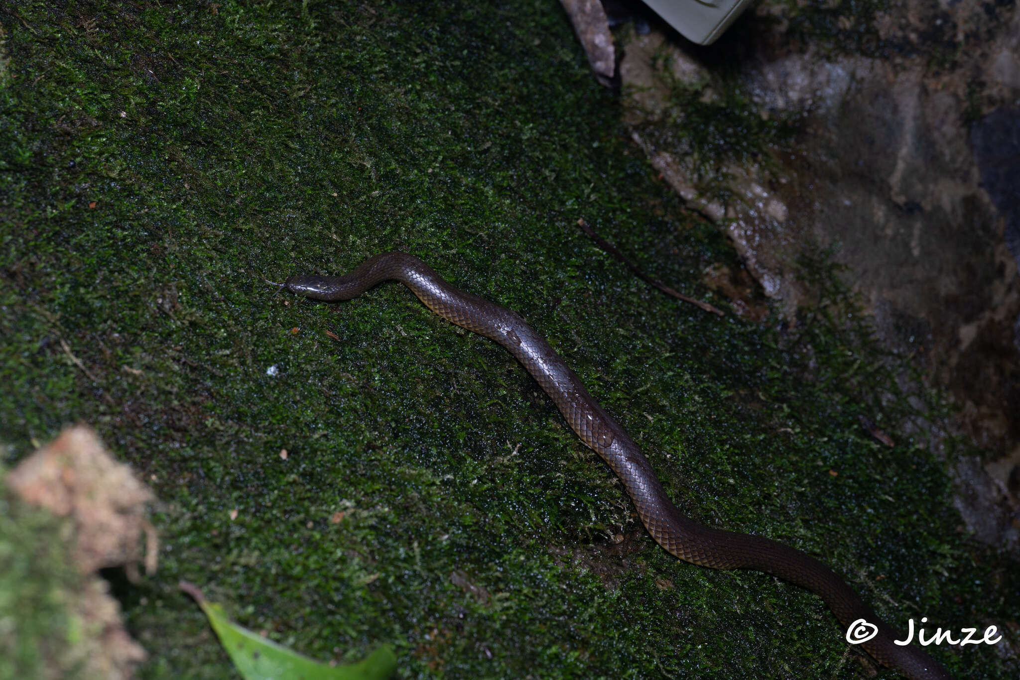 Image of Anderson's Mountain Keelback