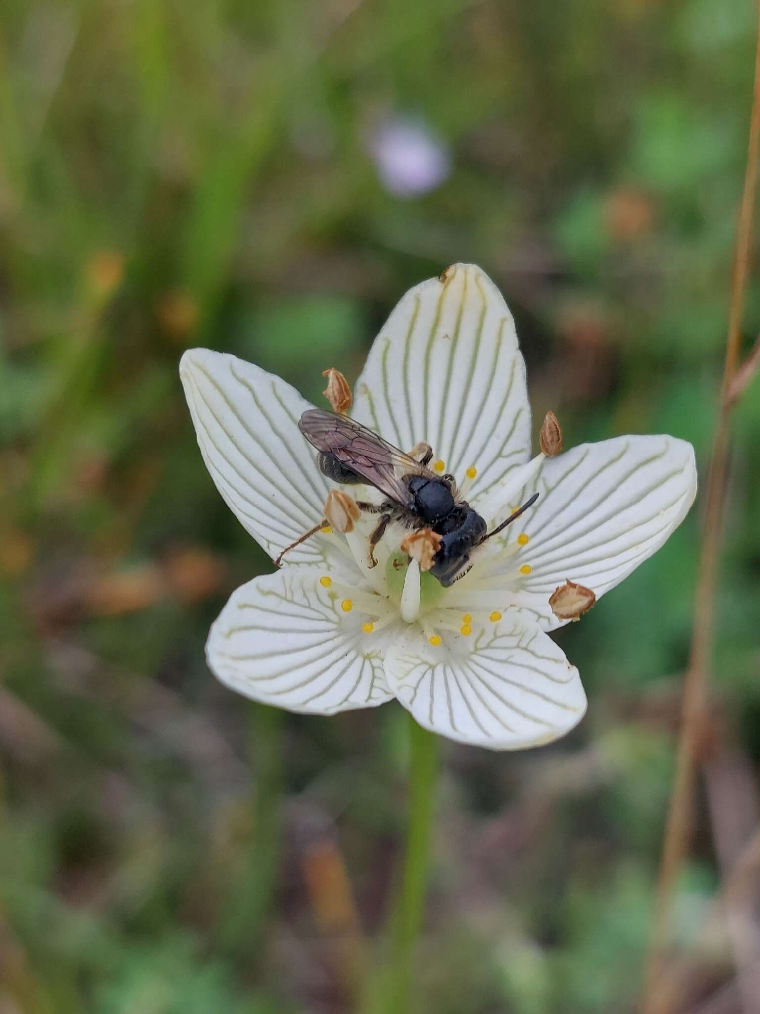 Image of Andrena parnassiae Cockerell 1902