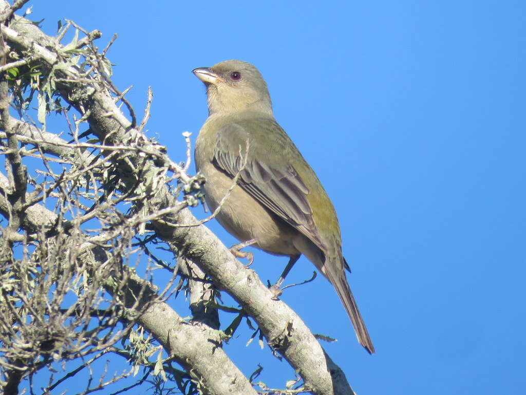 صورة Rauenia bonariensis (J. F. Gmelin 1789)