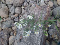 Symphyotrichum lanceolatum var. hesperium (A. Gray) G. L. Nesom的圖片