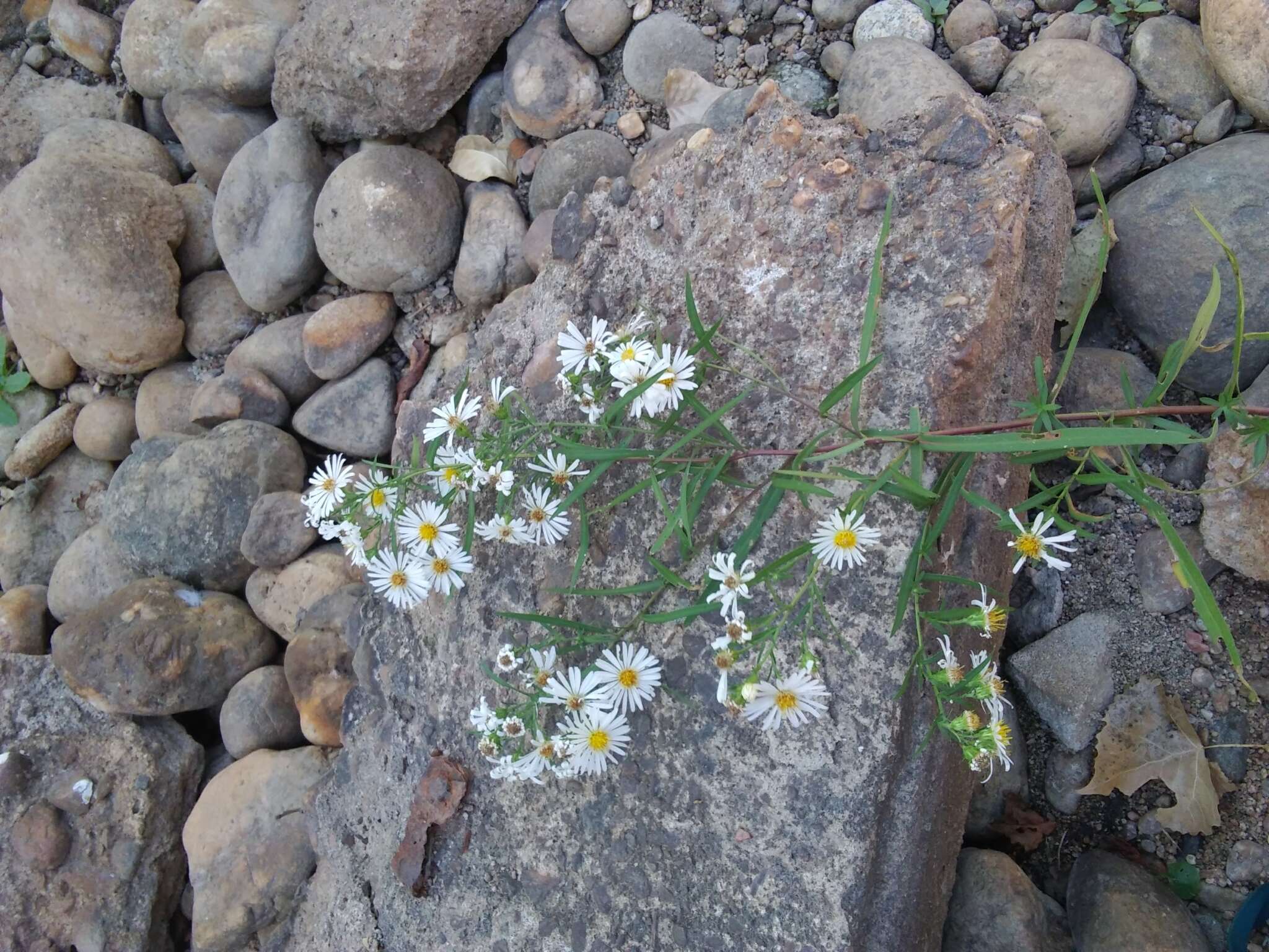 Symphyotrichum lanceolatum var. hesperium (A. Gray) G. L. Nesom的圖片