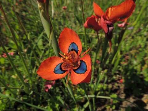 Image of Moraea tulbaghensis L. Bolus