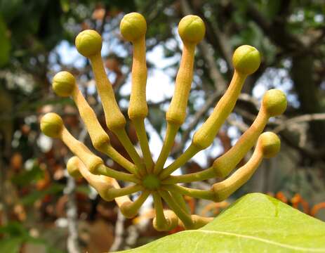 Image of firewheel tree