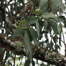 Imagem de Psittacanthus cucullaris (Lam.) G. Don