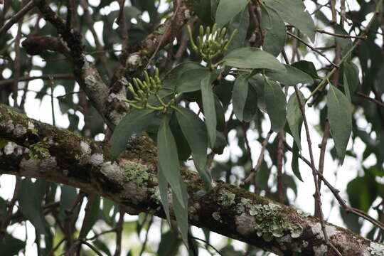 Image of Psittacanthus cucullaris (Lam.) G. Don