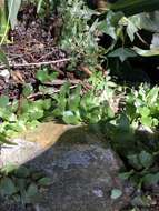 Image of clinging snakefern