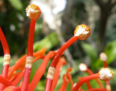 Image of firewheel tree