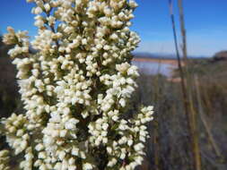 Image of Erica leucanthera L. fil.