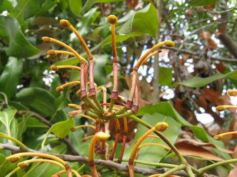 Image of firewheel tree