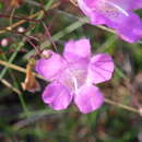 Plancia ëd Agalinis filifolia (Nutt.) Raf.