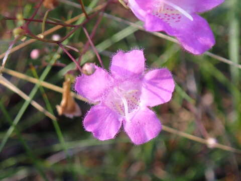 Image of Seminole False Foxglove