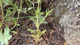 Image of Cerastium peruvianum Muschl. ex Macbride
