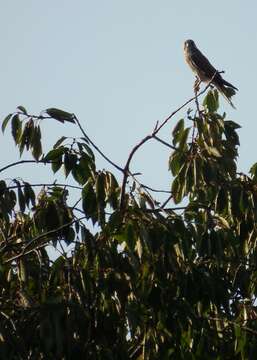 Image of gean, wild cherry