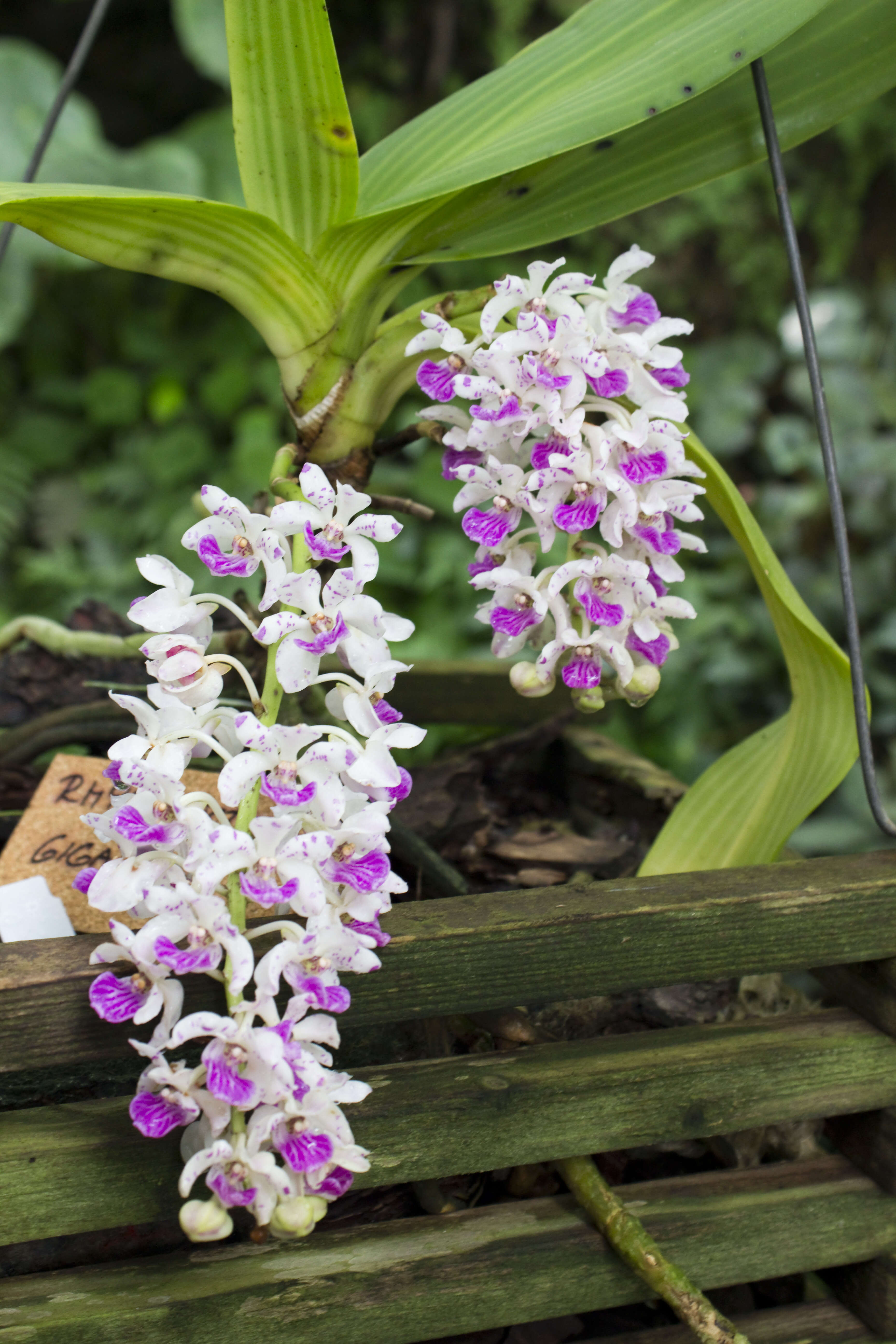 Слика од Rhynchostylis gigantea (Lindl.) Ridl.