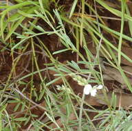 Image de Indigofera confusa Prain & Baker fil.