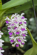 Слика од Rhynchostylis gigantea (Lindl.) Ridl.