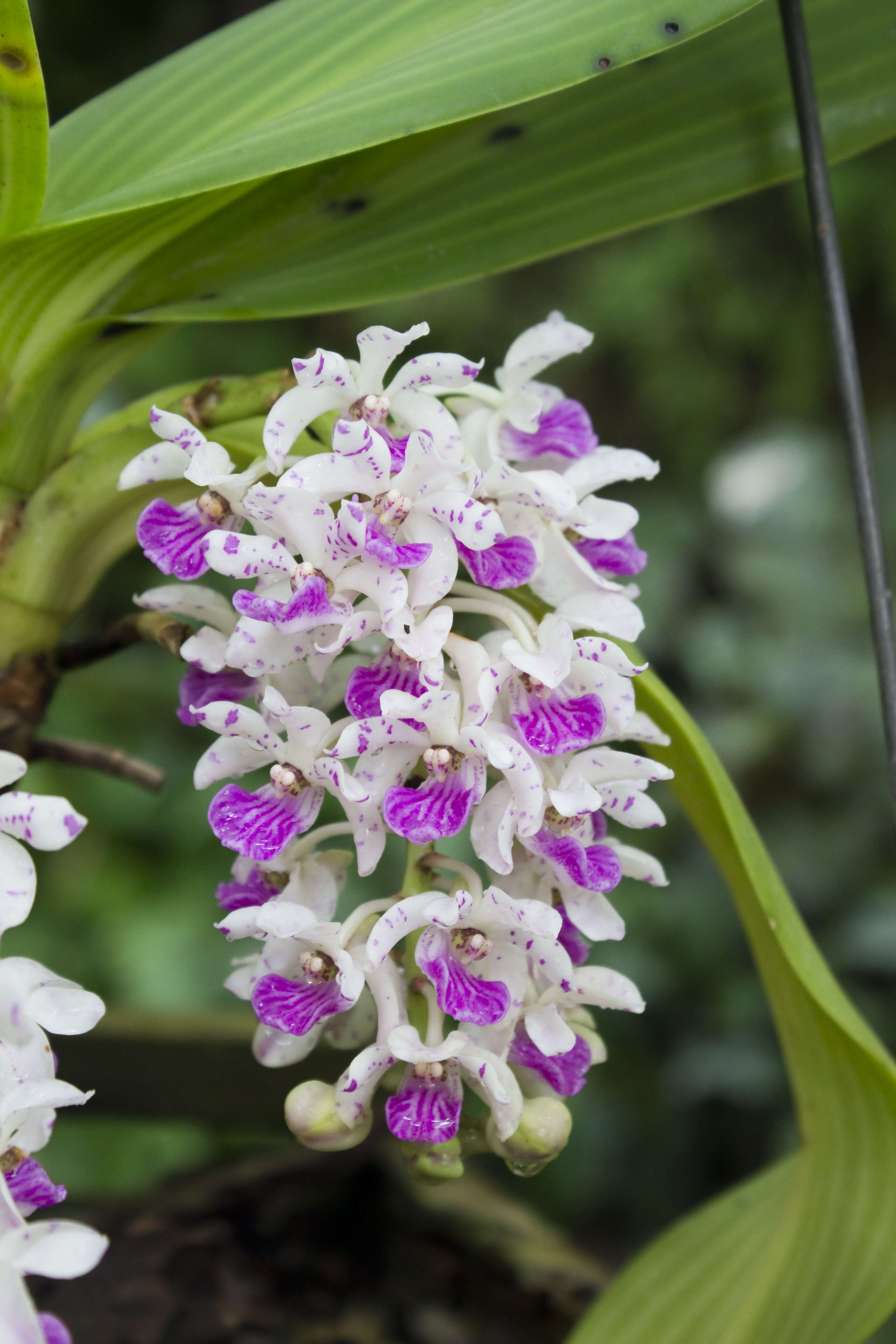 Слика од Rhynchostylis gigantea (Lindl.) Ridl.