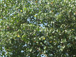 Image of Portia tree