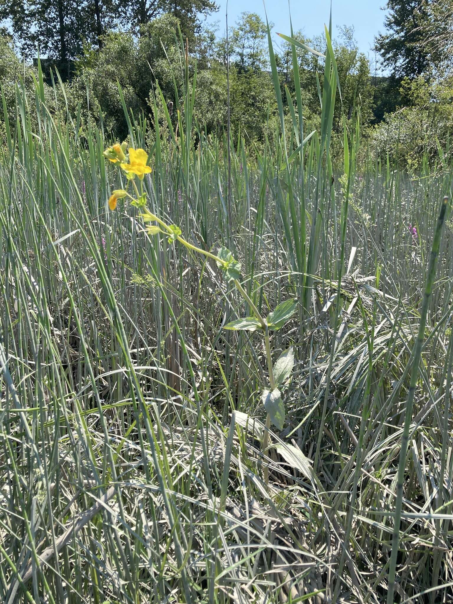 Image of Erythranthe scouleri (Hook.) G. L. Nesom