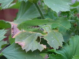 Image of sickle-bearing bush-cricket