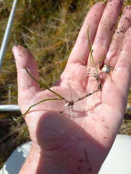 Imagem de Lilaeopsis polyantha (Gand.) Hj. Eichler