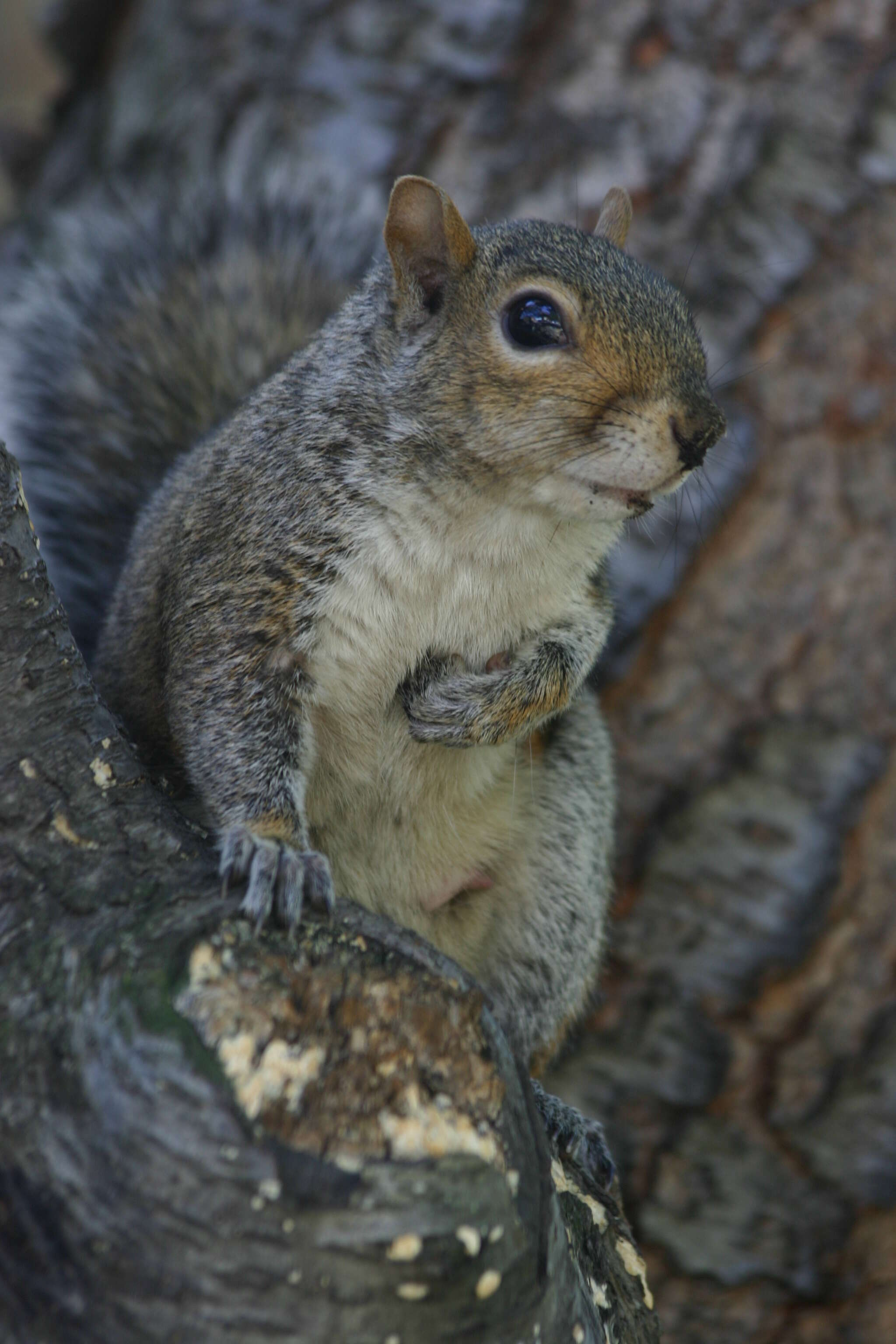 Image of Sciurus subgen. Sciurus Linnaeus 1758